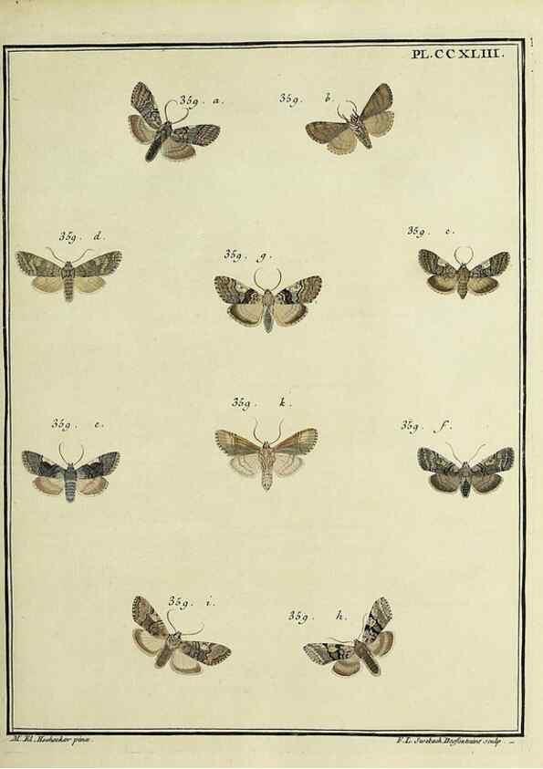 Reproducción/Reproduction 46811406762: Papillons d'Europe, peints d'après nature /. A Paris :Chez P.M. Delaguette, imprimeur-libraire ... ;1779-1792 [i.e. 1793]. 