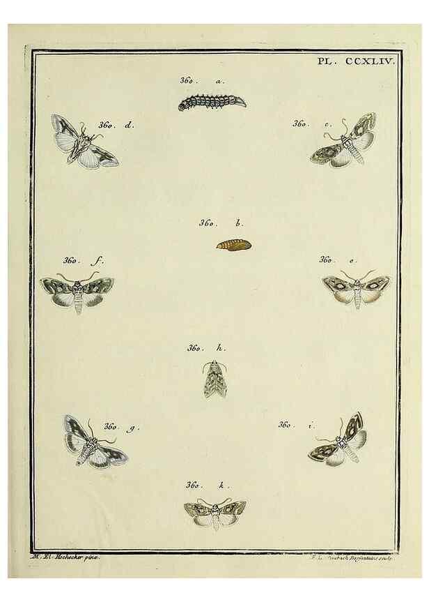 Reproducción/Reproduction 46138528724: Papillons d'Europe, peints d'après nature /. A Paris :Chez P.M. Delaguette, imprimeur-libraire ... ;1779-1792 [i.e. 1793]. 