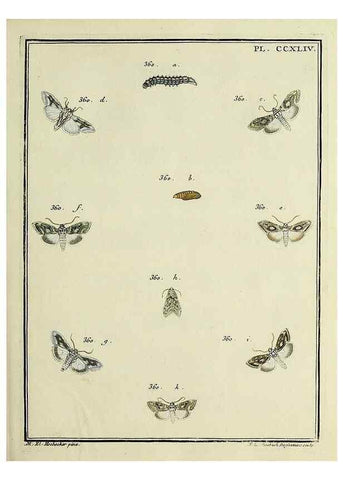 Reproducción/Reproduction 46138528724: Papillons d'Europe, peints d'après nature /. A Paris :Chez P.M. Delaguette, imprimeur-libraire ... ;1779-1792 [i.e. 1793]. 