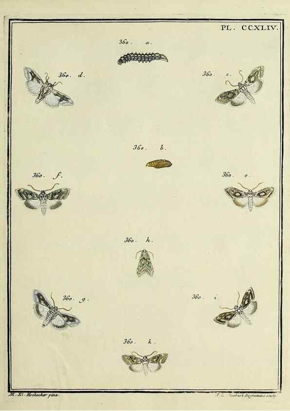Reproducción/Reproduction 46138528724: Papillons d'Europe, peints d'après nature /. A Paris :Chez P.M. Delaguette, imprimeur-libraire ... ;1779-1792 [i.e. 1793]. 
