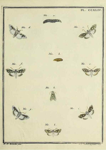 Reproducción/Reproduction 46138528724: Papillons d'Europe, peints d'après nature /. A Paris :Chez P.M. Delaguette, imprimeur-libraire ... ;1779-1792 [i.e. 1793]. 