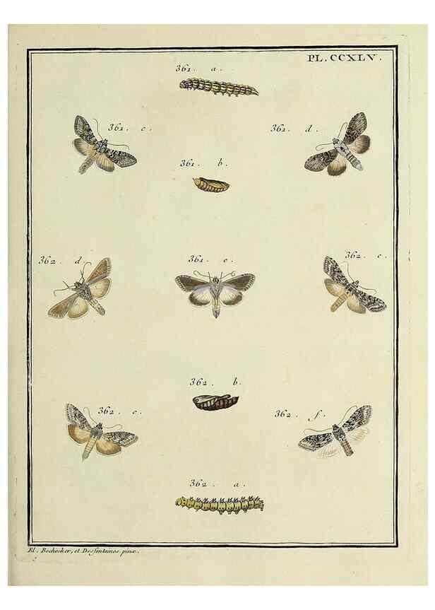 Reproducción/Reproduction 46811408092: Papillons d'Europe, peints d'après nature /. A Paris :Chez P.M. Delaguette, imprimeur-libraire ... ;1779-1792 [i.e. 1793]. 