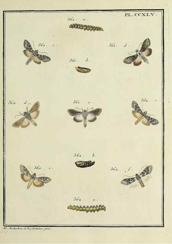 Reproducción/Reproduction 46811408092: Papillons d'Europe, peints d'après nature /. A Paris :Chez P.M. Delaguette, imprimeur-libraire ... ;1779-1792 [i.e. 1793]. 