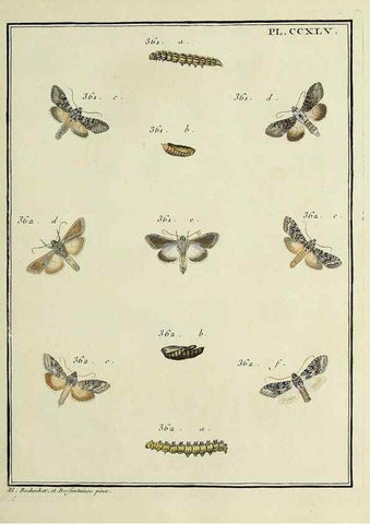 Reproducción/Reproduction 46811408092: Papillons d'Europe, peints d'après nature /. A Paris :Chez P.M. Delaguette, imprimeur-libraire ... ;1779-1792 [i.e. 1793]. 