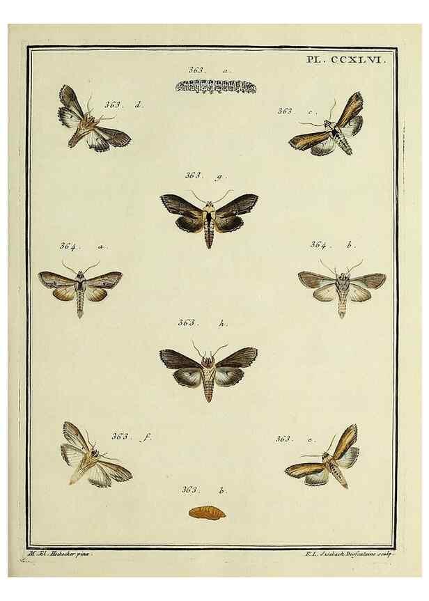 Reproducción/Reproduction 46138530474: Papillons d'Europe, peints d'après nature /. A Paris :Chez P.M. Delaguette, imprimeur-libraire ... ;1779-1792 [i.e. 1793]. 