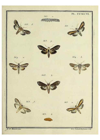 Reproducción/Reproduction 46138530474: Papillons d'Europe, peints d'après nature /. A Paris :Chez P.M. Delaguette, imprimeur-libraire ... ;1779-1792 [i.e. 1793]. 