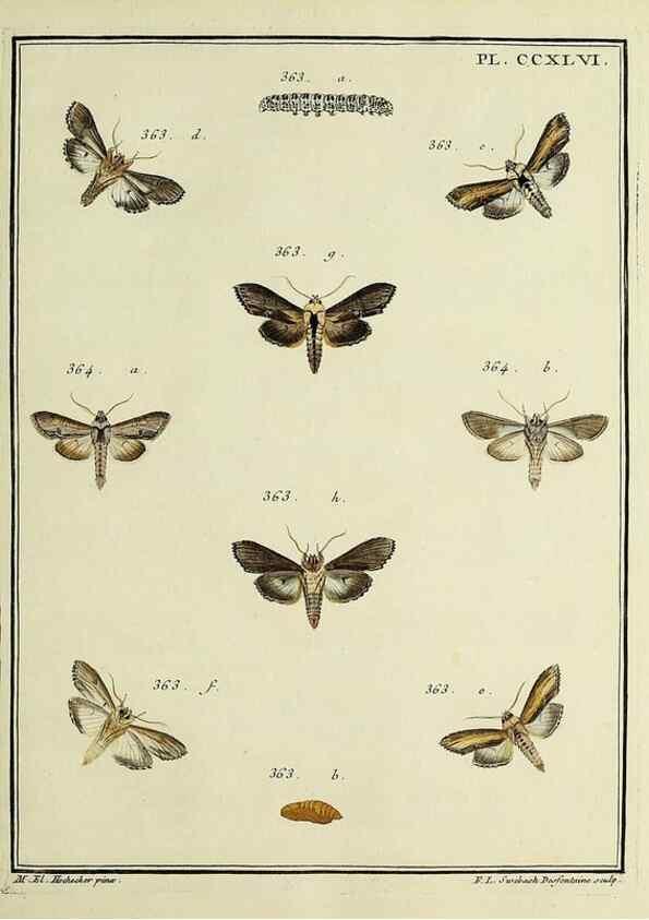 Reproducción/Reproduction 46138530474: Papillons d'Europe, peints d'après nature /. A Paris :Chez P.M. Delaguette, imprimeur-libraire ... ;1779-1792 [i.e. 1793]. 