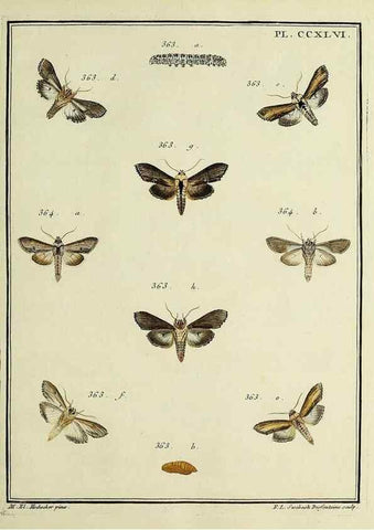 Reproducción/Reproduction 46138530474: Papillons d'Europe, peints d'après nature /. A Paris :Chez P.M. Delaguette, imprimeur-libraire ... ;1779-1792 [i.e. 1793]. 