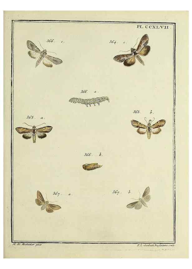 Reproducción/Reproduction 32988172438: Papillons d'Europe, peints d'après nature /. A Paris :Chez P.M. Delaguette, imprimeur-libraire ... ;1779-1792 [i.e. 1793]. 