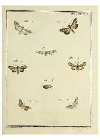 Reproducción/Reproduction 32988172438: Papillons d'Europe, peints d'après nature /. A Paris :Chez P.M. Delaguette, imprimeur-libraire ... ;1779-1792 [i.e. 1793]. 