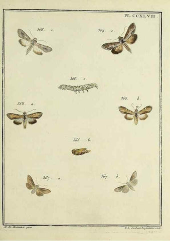 Reproducción/Reproduction 32988172438: Papillons d'Europe, peints d'après nature /. A Paris :Chez P.M. Delaguette, imprimeur-libraire ... ;1779-1792 [i.e. 1793]. 