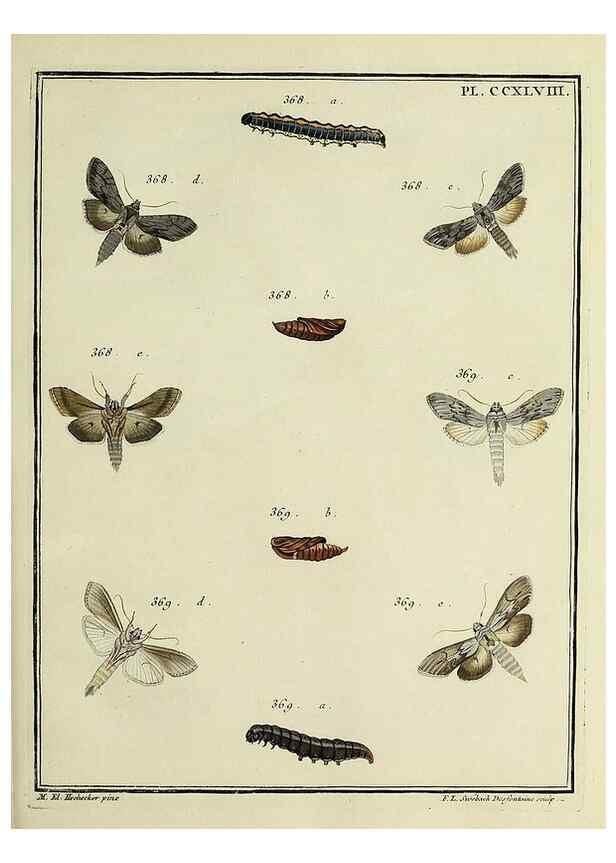 Reproducción/Reproduction 46863436941: Papillons d'Europe, peints d'après nature /. A Paris :Chez P.M. Delaguette, imprimeur-libraire ... ;1779-1792 [i.e. 1793]. 