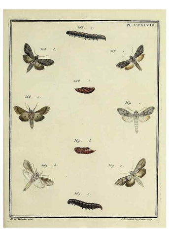 Reproducción/Reproduction 46863436941: Papillons d'Europe, peints d'après nature /. A Paris :Chez P.M. Delaguette, imprimeur-libraire ... ;1779-1792 [i.e. 1793]. 