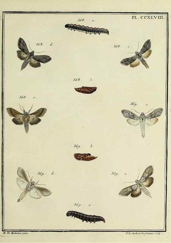 Reproducción/Reproduction 46863436941: Papillons d'Europe, peints d'après nature /. A Paris :Chez P.M. Delaguette, imprimeur-libraire ... ;1779-1792 [i.e. 1793]. 