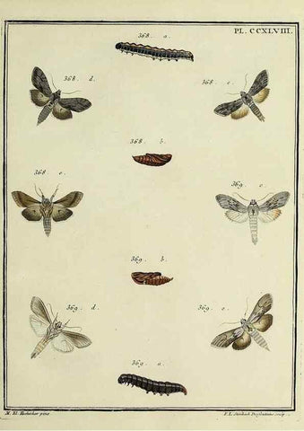 Reproducción/Reproduction 46863436941: Papillons d'Europe, peints d'après nature /. A Paris :Chez P.M. Delaguette, imprimeur-libraire ... ;1779-1792 [i.e. 1793]. 