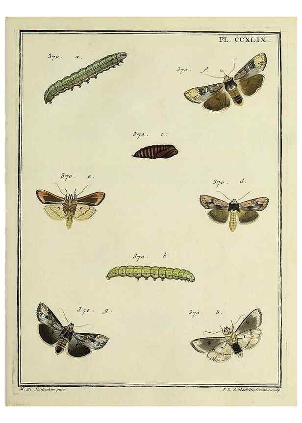 Reproducción/Reproduction 32988173658: Papillons d'Europe, peints d'après nature /. A Paris :Chez P.M. Delaguette, imprimeur-libraire ... ;1779-1792 [i.e. 1793]. 