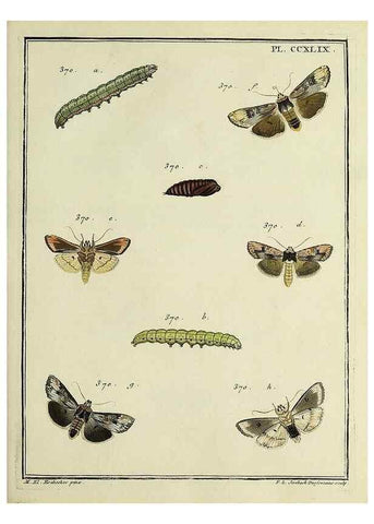 Reproducción/Reproduction 32988173658: Papillons d'Europe, peints d'après nature /. A Paris :Chez P.M. Delaguette, imprimeur-libraire ... ;1779-1792 [i.e. 1793]. 