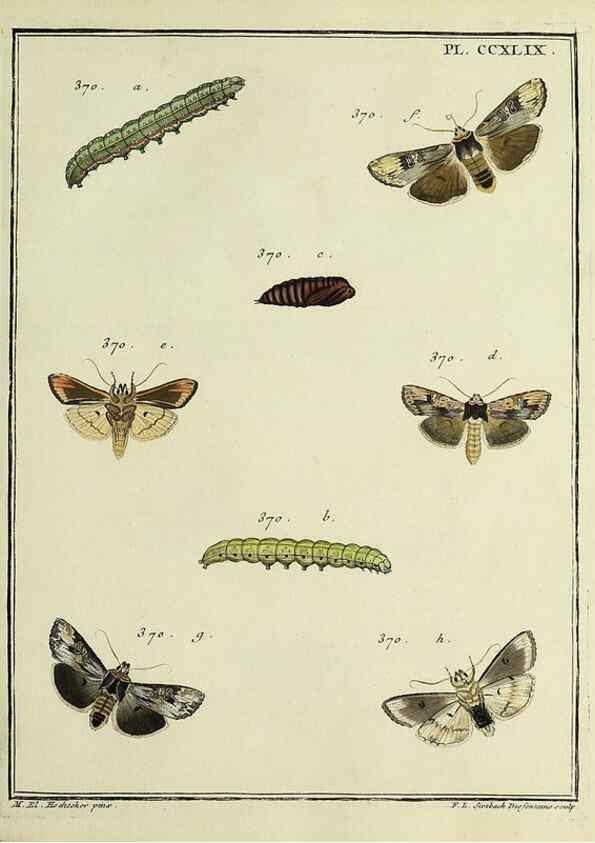 Reproducción/Reproduction 32988173658: Papillons d'Europe, peints d'après nature /. A Paris :Chez P.M. Delaguette, imprimeur-libraire ... ;1779-1792 [i.e. 1793]. 
