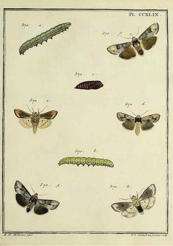 Reproducción/Reproduction 32988173658: Papillons d'Europe, peints d'après nature /. A Paris :Chez P.M. Delaguette, imprimeur-libraire ... ;1779-1792 [i.e. 1793]. 