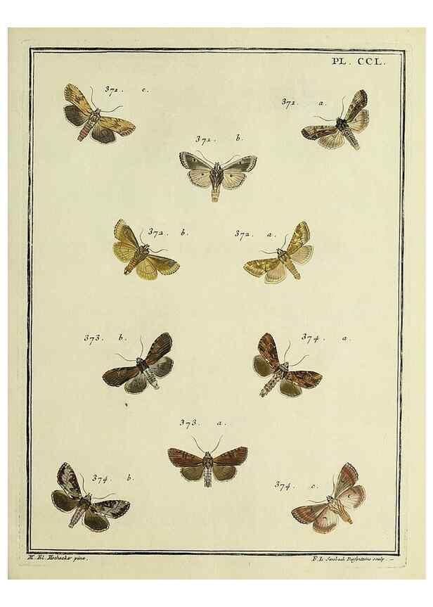 Reproducción/Reproduction 46811412642: Papillons d'Europe, peints d'après nature /. A Paris :Chez P.M. Delaguette, imprimeur-libraire ... ;1779-1792 [i.e. 1793]. 