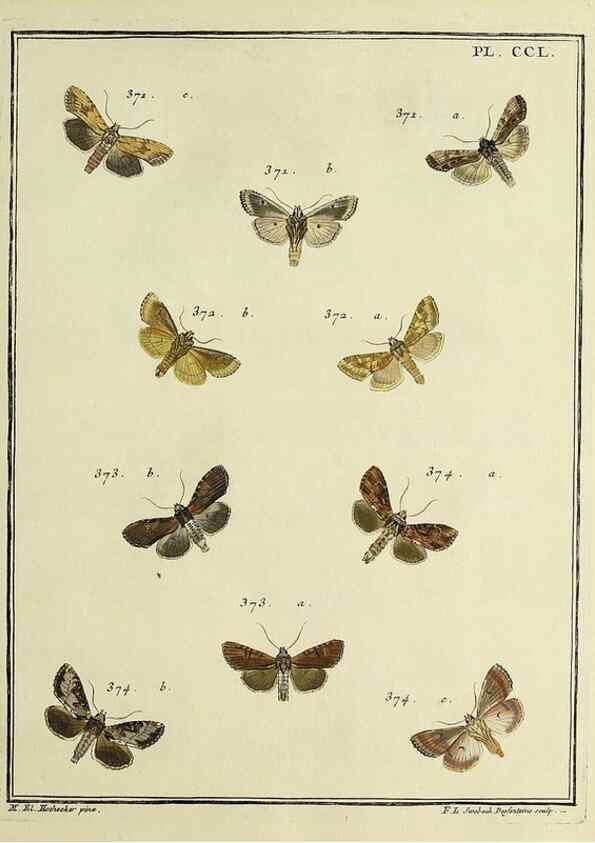 Reproducción/Reproduction 46811412642: Papillons d'Europe, peints d'après nature /. A Paris :Chez P.M. Delaguette, imprimeur-libraire ... ;1779-1792 [i.e. 1793]. 