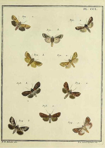 Reproducción/Reproduction 46811412642: Papillons d'Europe, peints d'après nature /. A Paris :Chez P.M. Delaguette, imprimeur-libraire ... ;1779-1792 [i.e. 1793]. 