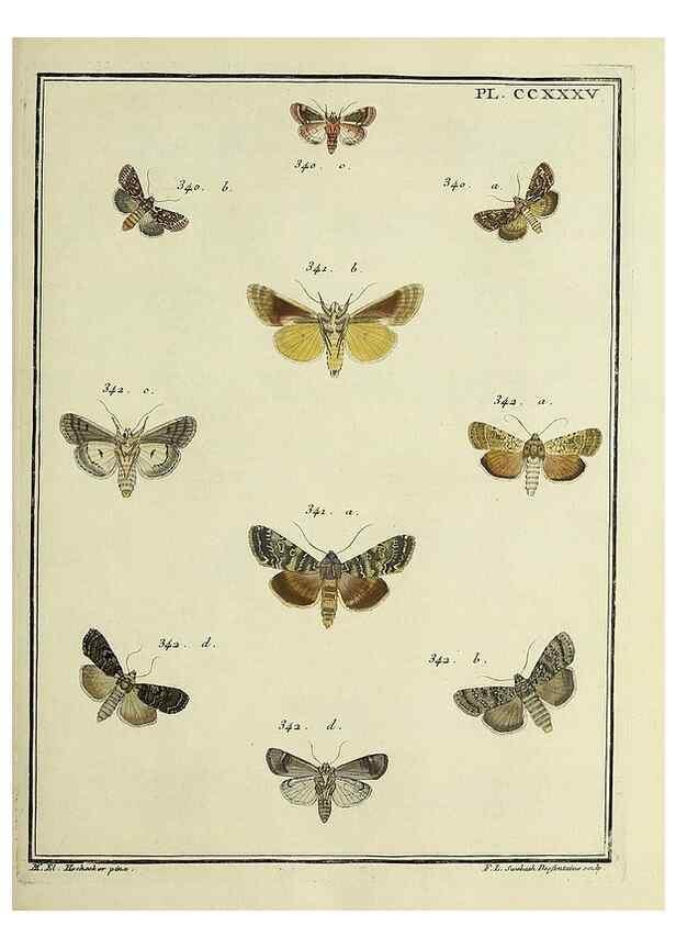 Reproducción/Reproduction 31922128167: Papillons d'Europe, peints d'après nature /. A Paris :Chez P.M. Delaguette, imprimeur-libraire ... ;1779-1792 [i.e. 1793]. 
