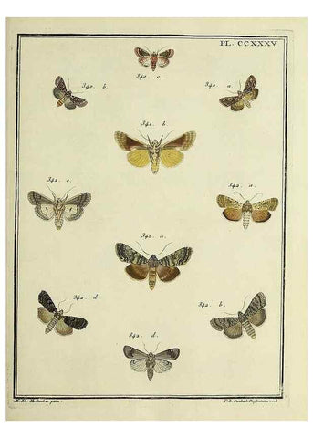 Reproducción/Reproduction 31922128167: Papillons d'Europe, peints d'après nature /. A Paris :Chez P.M. Delaguette, imprimeur-libraire ... ;1779-1792 [i.e. 1793]. 