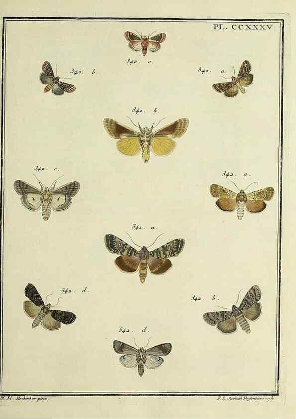 Reproducción/Reproduction 31922128167: Papillons d'Europe, peints d'après nature /. A Paris :Chez P.M. Delaguette, imprimeur-libraire ... ;1779-1792 [i.e. 1793]. 