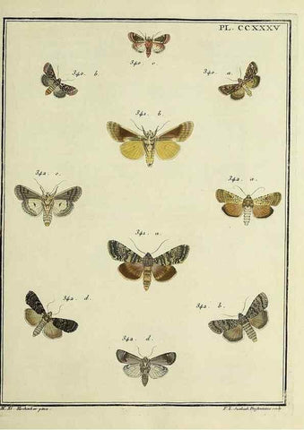 Reproducción/Reproduction 31922128167: Papillons d'Europe, peints d'après nature /. A Paris :Chez P.M. Delaguette, imprimeur-libraire ... ;1779-1792 [i.e. 1793]. 