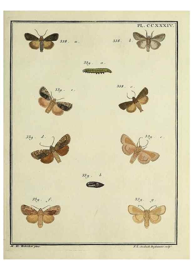 Reproducción/Reproduction 46811402622: Papillons d'Europe, peints d'après nature /. A Paris :Chez P.M. Delaguette, imprimeur-libraire ... ;1779-1792 [i.e. 1793]. 