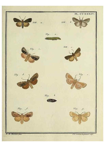 Reproducción/Reproduction 46811402622: Papillons d'Europe, peints d'après nature /. A Paris :Chez P.M. Delaguette, imprimeur-libraire ... ;1779-1792 [i.e. 1793]. 