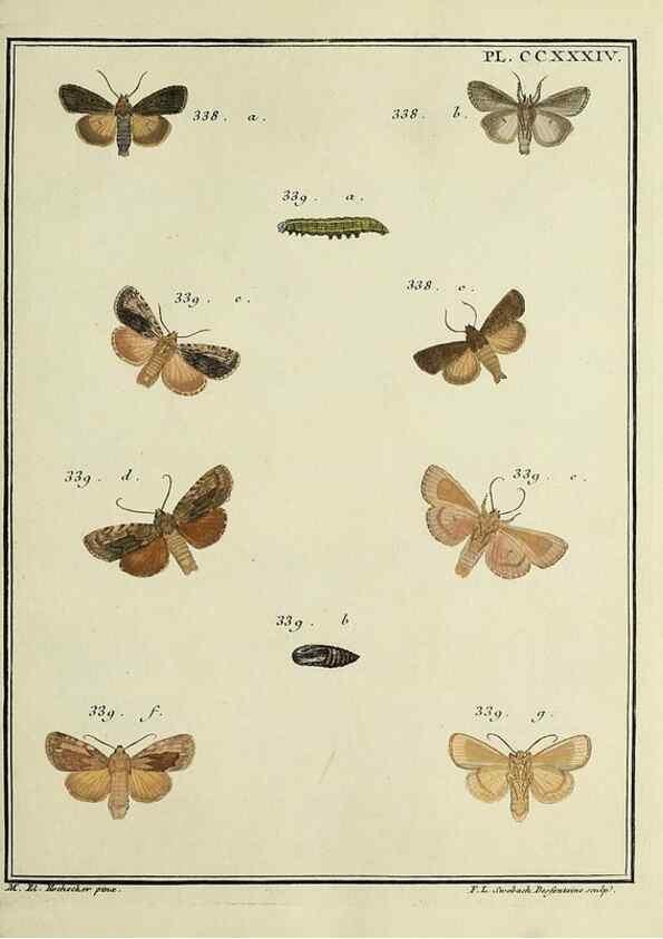 Reproducción/Reproduction 46811402622: Papillons d'Europe, peints d'après nature /. A Paris :Chez P.M. Delaguette, imprimeur-libraire ... ;1779-1792 [i.e. 1793]. 