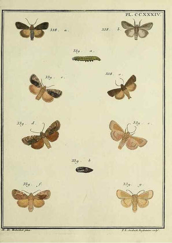Reproducción/Reproduction 46811402622: Papillons d'Europe, peints d'après nature /. A Paris :Chez P.M. Delaguette, imprimeur-libraire ... ;1779-1792 [i.e. 1793]. 