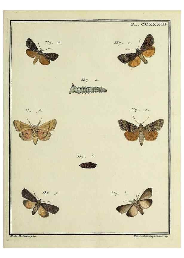 Reproducción/Reproduction 46811402062: Papillons d'Europe, peints d'après nature /. A Paris :Chez P.M. Delaguette, imprimeur-libraire ... ;1779-1792 [i.e. 1793]. 
