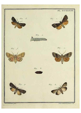 Reproducción/Reproduction 46811402062: Papillons d'Europe, peints d'après nature /. A Paris :Chez P.M. Delaguette, imprimeur-libraire ... ;1779-1792 [i.e. 1793]. 