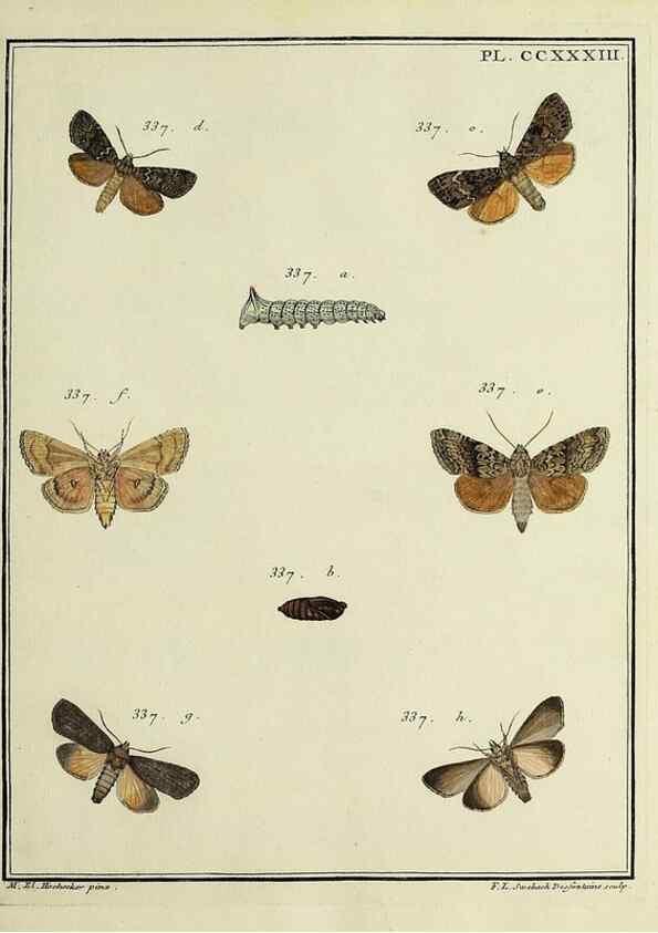 Reproducción/Reproduction 46811402062: Papillons d'Europe, peints d'après nature /. A Paris :Chez P.M. Delaguette, imprimeur-libraire ... ;1779-1792 [i.e. 1793]. 