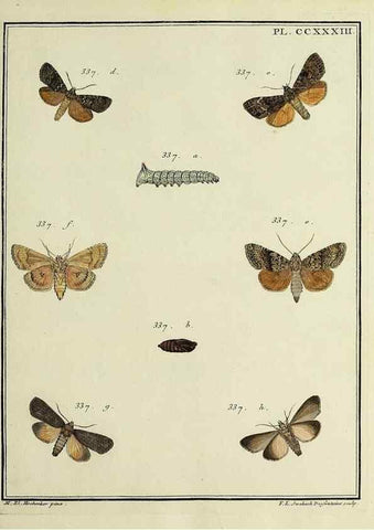 Reproducción/Reproduction 46811402062: Papillons d'Europe, peints d'après nature /. A Paris :Chez P.M. Delaguette, imprimeur-libraire ... ;1779-1792 [i.e. 1793]. 