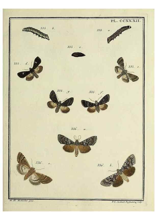Reproducción/Reproduction 39898795653: Papillons d'Europe, peints d'après nature /. A Paris :Chez P.M. Delaguette, imprimeur-libraire ... ;1779-1792 [i.e. 1793]. 