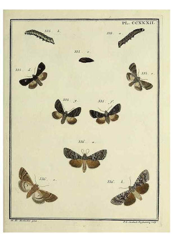Reproducción/Reproduction 39898795653: Papillons d'Europe, peints d'après nature /. A Paris :Chez P.M. Delaguette, imprimeur-libraire ... ;1779-1792 [i.e. 1793]. 