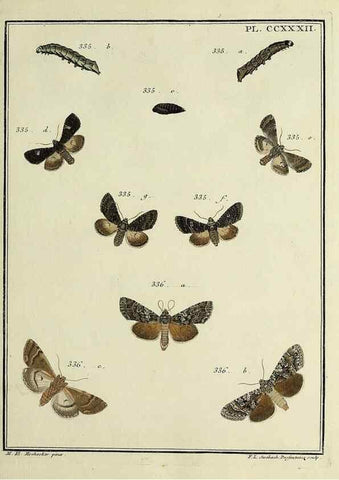 Reproducción/Reproduction 39898795653: Papillons d'Europe, peints d'après nature /. A Paris :Chez P.M. Delaguette, imprimeur-libraire ... ;1779-1792 [i.e. 1793]. 