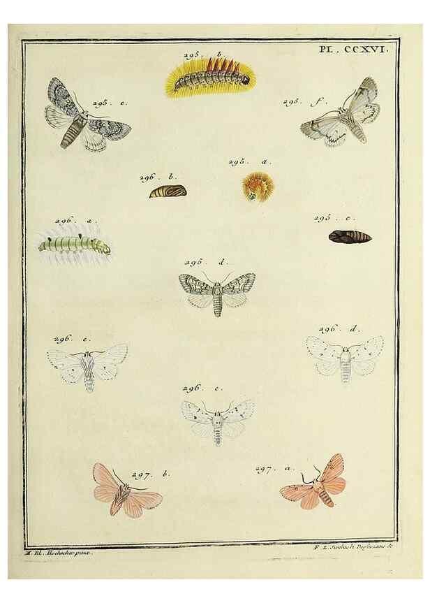 Reproducción/Reproduction 32988155138: Papillons d'Europe, peints d'après nature /. A Paris :Chez P.M. Delaguette, imprimeur-libraire ... ;1779-1792 [i.e. 1793]. 