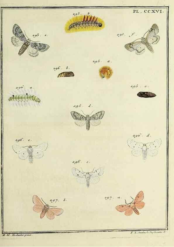 Reproducción/Reproduction 32988155138: Papillons d'Europe, peints d'après nature /. A Paris :Chez P.M. Delaguette, imprimeur-libraire ... ;1779-1792 [i.e. 1793]. 