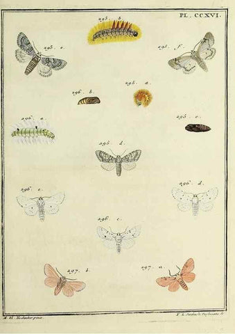 Reproducción/Reproduction 32988155138: Papillons d'Europe, peints d'après nature /. A Paris :Chez P.M. Delaguette, imprimeur-libraire ... ;1779-1792 [i.e. 1793]. 