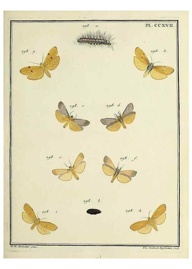 Reproducción/Reproduction 46138502714: Papillons d'Europe, peints d'après nature /. A Paris :Chez P.M. Delaguette, imprimeur-libraire ... ;1779-1792 [i.e. 1793]. 