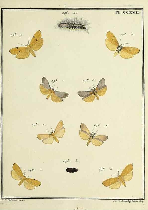 Reproducción/Reproduction 46138502714: Papillons d'Europe, peints d'après nature /. A Paris :Chez P.M. Delaguette, imprimeur-libraire ... ;1779-1792 [i.e. 1793]. 