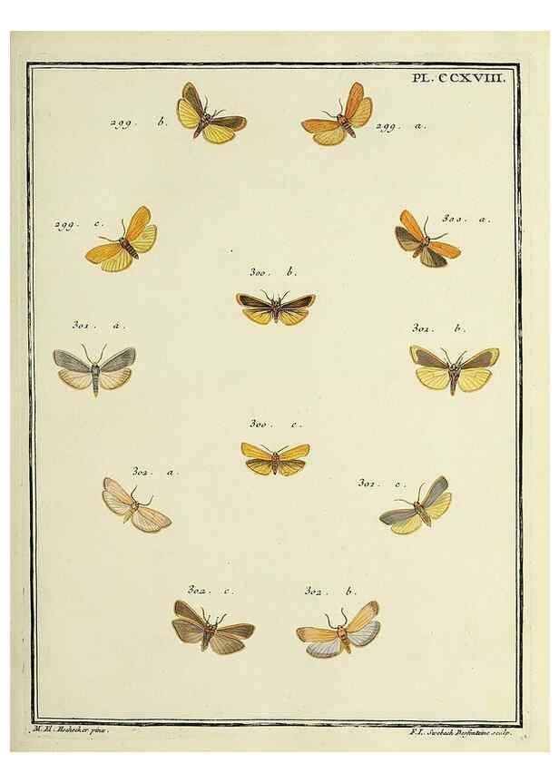Reproducción/Reproduction 46138503674: Papillons d'Europe, peints d'après nature /. A Paris :Chez P.M. Delaguette, imprimeur-libraire ... ;1779-1792 [i.e. 1793]. 
