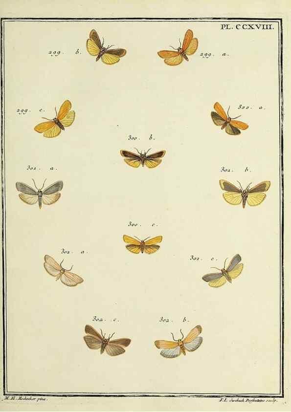 Reproducción/Reproduction 46138503674: Papillons d'Europe, peints d'après nature /. A Paris :Chez P.M. Delaguette, imprimeur-libraire ... ;1779-1792 [i.e. 1793]. 