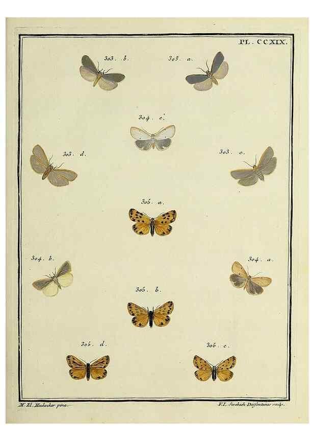Reproducción/Reproduction 46138504474: Papillons d'Europe, peints d'après nature /. A Paris :Chez P.M. Delaguette, imprimeur-libraire ... ;1779-1792 [i.e. 1793]. 