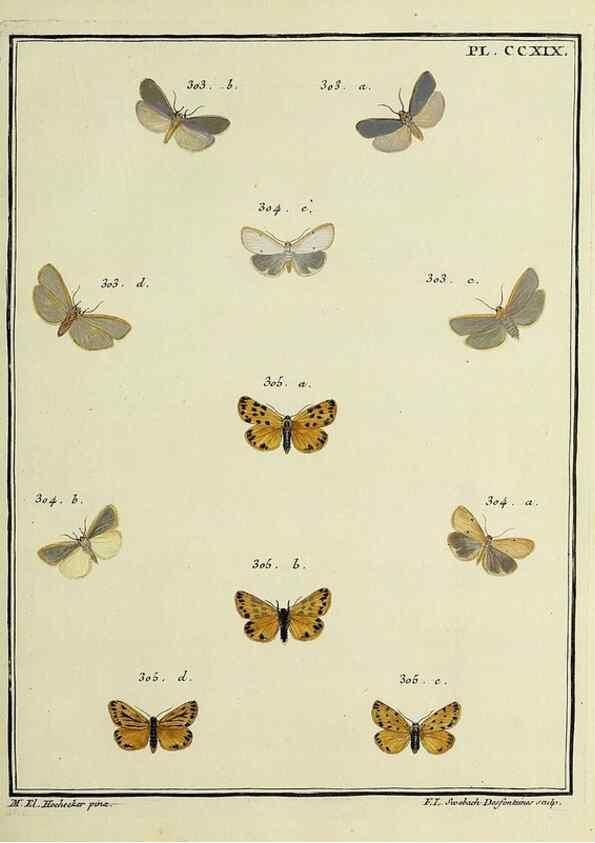 Reproducción/Reproduction 46138504474: Papillons d'Europe, peints d'après nature /. A Paris :Chez P.M. Delaguette, imprimeur-libraire ... ;1779-1792 [i.e. 1793]. 